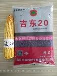 吉东20精品杂交