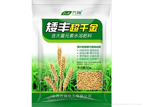 矮丰超千金80g