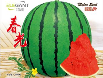 清雅春光