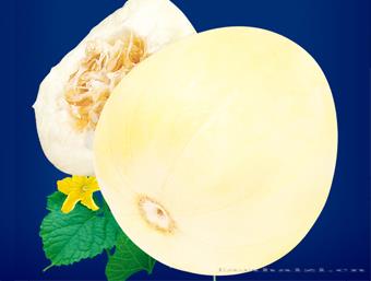 极品白早甜