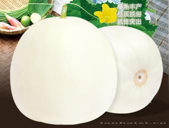 清雅18