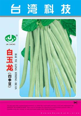 白玉龙四季豆