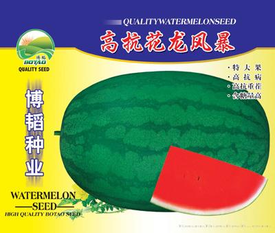 高抗花龙风暴——西瓜种子