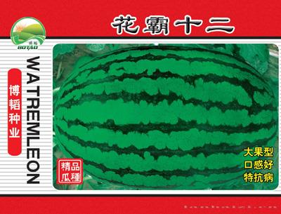 花霸十二——西瓜种子