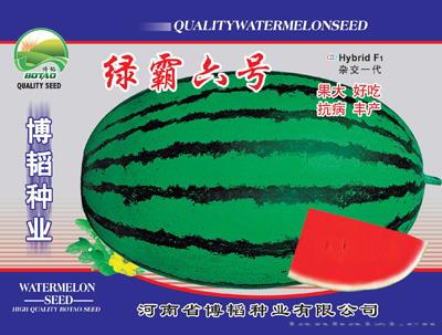 绿霸六号——西瓜种子