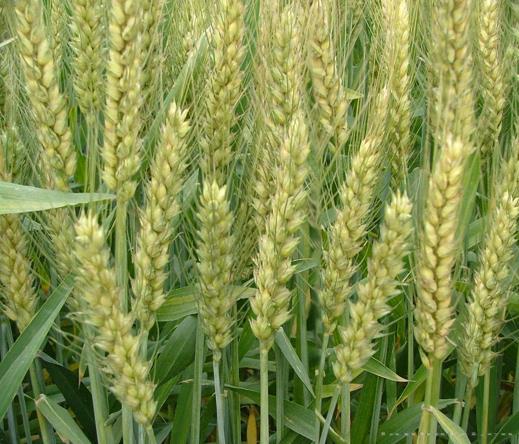 小麦-湖北荆楚种业股份有限公司-蓝孩子农资招商网
