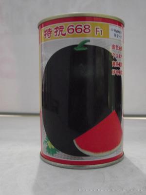 特抗668 F1——灌装品种