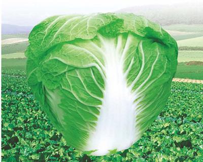 秦白二号——白菜种子
