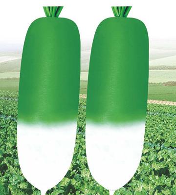 特选大青萝卜——萝卜种子