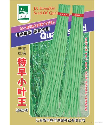 特早小叶王