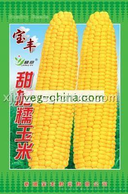 加甜糯玉米——玉米种子