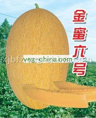 金蜜六号——甜瓜种子