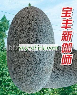 宝丰新伽师——甜瓜种子