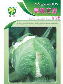 典美之花65天