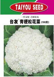 台友青梗松花100天