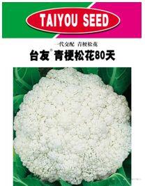 台友青梗松花80天