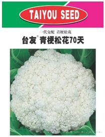 台友青梗松花70天