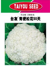 台友青梗松花50天