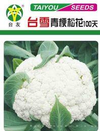 台雪青梗松花100天