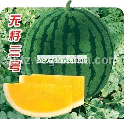 无籽三号——无籽西瓜种子
