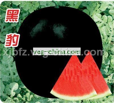 黑豹——无籽西瓜种子