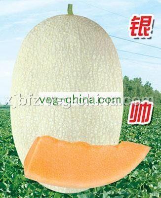 银帅——甜瓜种子