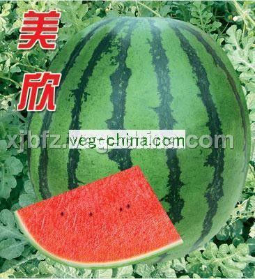 美欣——有籽西瓜种子