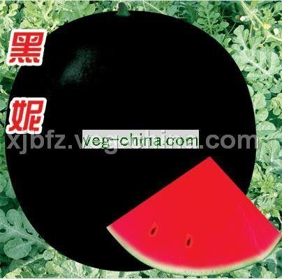 黑妮—有籽西瓜种子