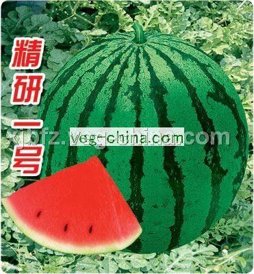精研一号——有籽西瓜种子