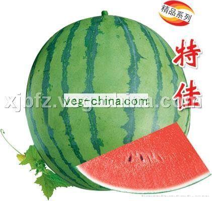 特佳——有籽西瓜种子