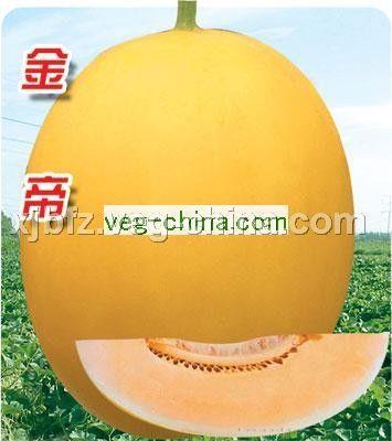 金帝——洋香瓜种子