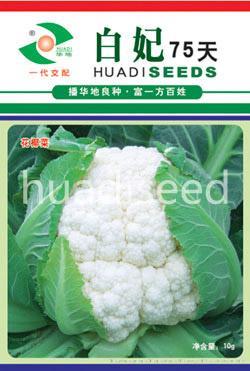 白妃75天
