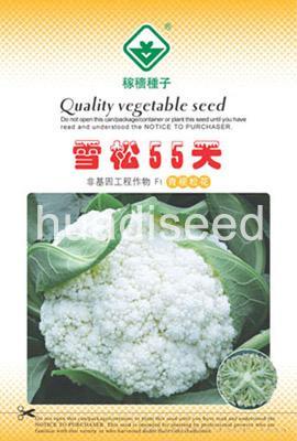 雪松55天