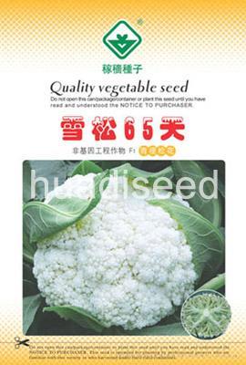 雪松65天
