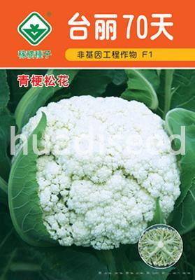 台丽松花70天