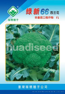 绿新66天