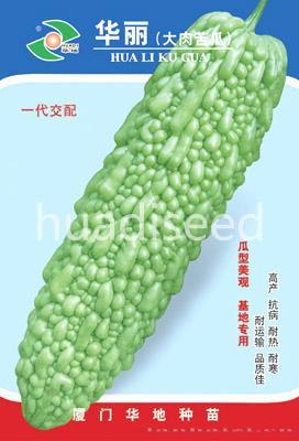 华丽大肉苦瓜