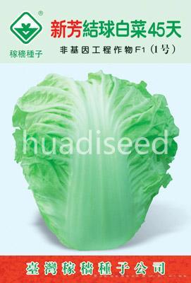 新芳结球白菜45天