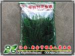 冬牧70黑麦草；一代良种；牧草种子；***耐寒黑麦草品种