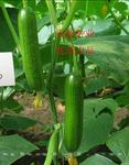水果黄瓜种子 发芽率99% 10粒/袋