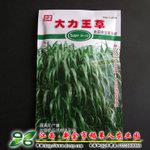 【大力王草种子】美国饲用甜高粱草 耐旱耐贫瘠耐盐碱 产量高牧草