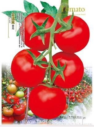 金瑞莱