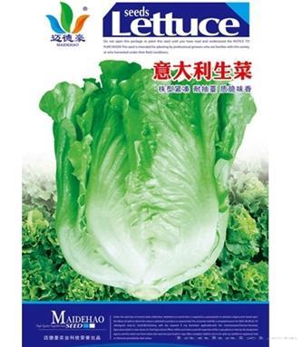意大利生菜