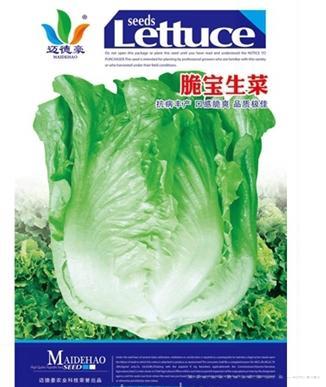 脆宝生菜