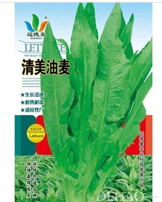 清美油麦