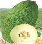 新蜜脆——甜瓜