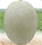 安泰蜜二号甜瓜——甜瓜