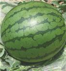 四季玲珑西瓜——西瓜