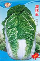 夏秋王