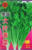 泰国大叶香菜